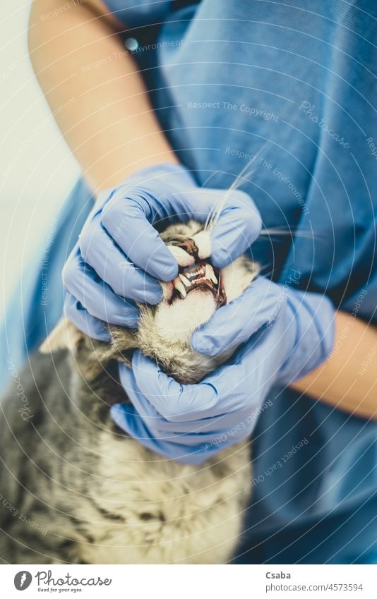 Tierärztin untersucht die Zähne einer Katze Veterinär Untersuchen Zahn Tierarzt Arzt Haustier prüfen Kätzchen Katzenbaby Krankenpfleger Klinik Prophylaxe