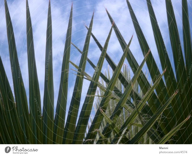 Palmenblätter Blatt Ferien & Urlaub & Reisen Süden Sonne