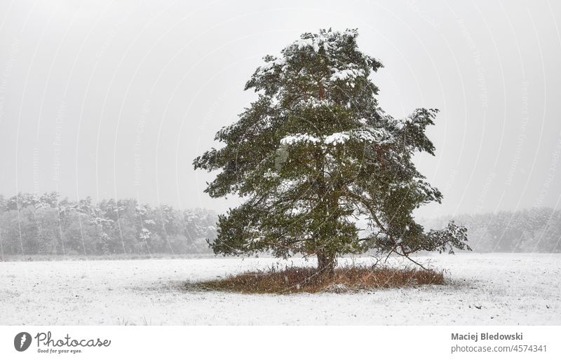 Einsamer Baum auf einer Wiese bei starkem Schneefall. Wald Landschaft Frost Wetter weiß Natur schön Winter kalt Schneesturm malerisch gefroren Szene Tag Saison