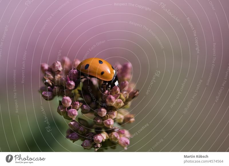 Ein Marienkäfer auf einer Blüte an einem warmen Sommertag. Makroaufnahme sieben Punkte Pflanze Detailaufnahme Insekt grün rot Blume Fröhlichkeit Garten Symbol