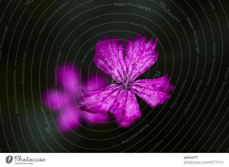 Nelkenblüte in pink Blüte Kartäusernelke Blume Makroaufnahme Hintergrund schwarz Freisteller Garten Duft Hintergrund neutral ästhetisch Schwache Tiefenschärfe