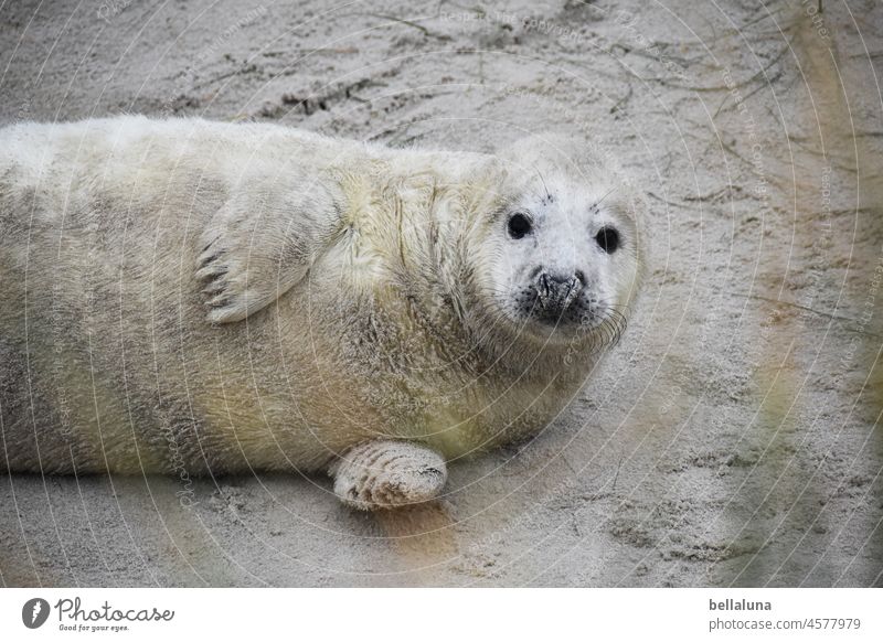 Hallo Heuler I Kegelrobbe Tier Natur Wildtier Farbfoto Außenaufnahme Umwelt Tag Menschenleer Küste Strand Nordsee Robben Insel Licht natürlich Helgoland Sand