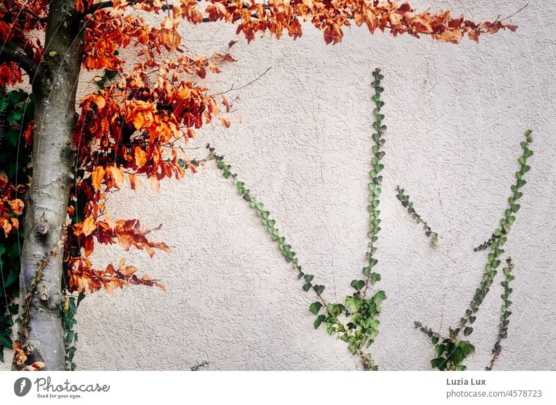 Efeu und Herbstlaub an einer Hauswand, der Herbst malt in Farben Herbstfarben Blätter Ranken Herbstfärbung Natur herbstlich Herbststimmung Laubwerk Fassade