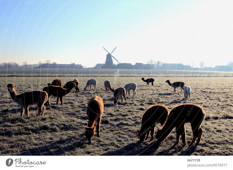 Alpaka Herde grast im Sonnenschein auf einer mit Raureif überzogenen Wiese im Hintergrund eine Windmühle Landwirtschaft Nutztiere Tiere Tierhaltung Gruppe