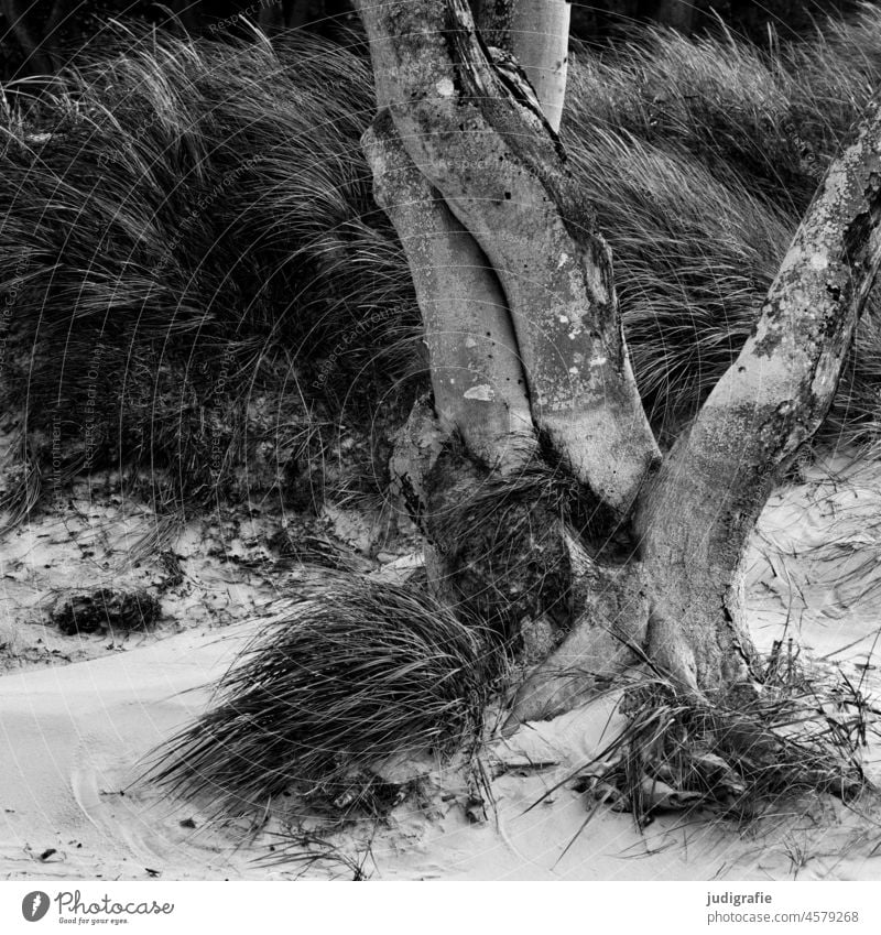 Bäume am Strand Landschaft Baum Ostsee Darß Küste Weststrand Fischland-Darß-Zingst Nationalpark Vorpommersche Boddenlandschaft Meer Totholz wild Gras Sand