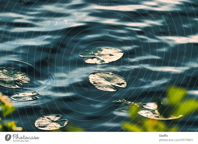 ... © Seerosen Seerosenblätter Seerosenteich Teich Reflexion Ruhe Wasser Wasserpflanzen lichtvoll Lichtschein vergoldet sonnig golden vergolden blau Stille