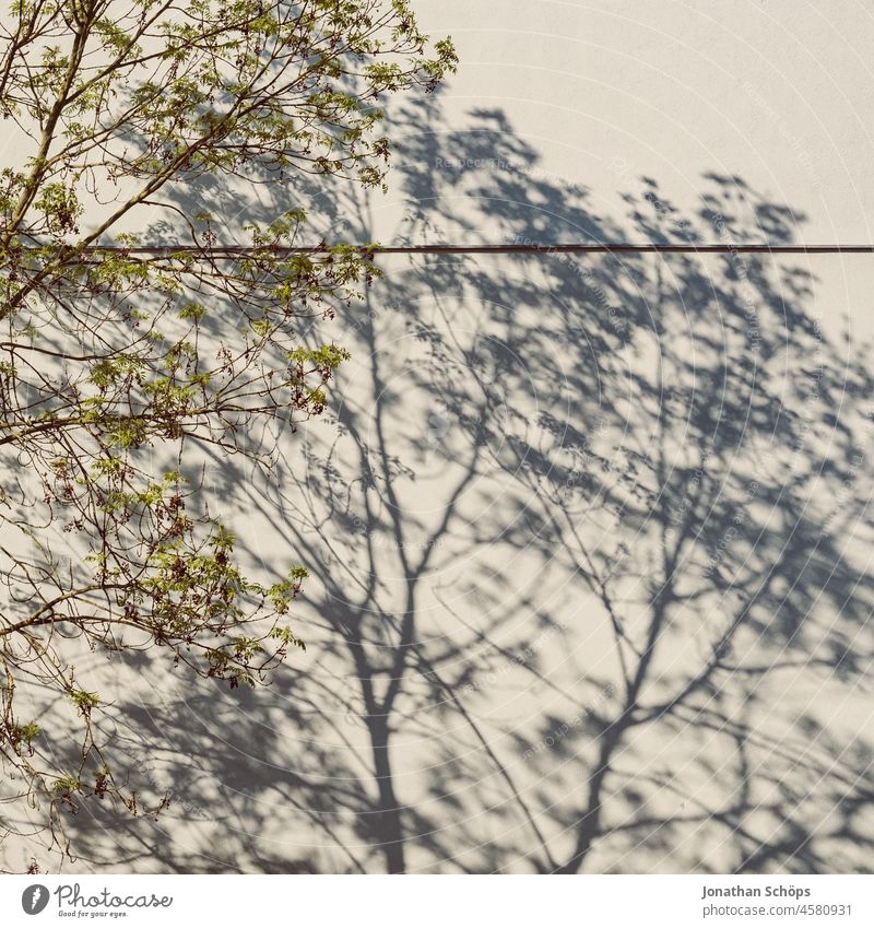 Schattenspiel von Baum an kahler Hauswand Sonnenlicht Hintergrund Textur ästhetisch minimalistisch einfach Strukturen & Formen Muster Oberfläche