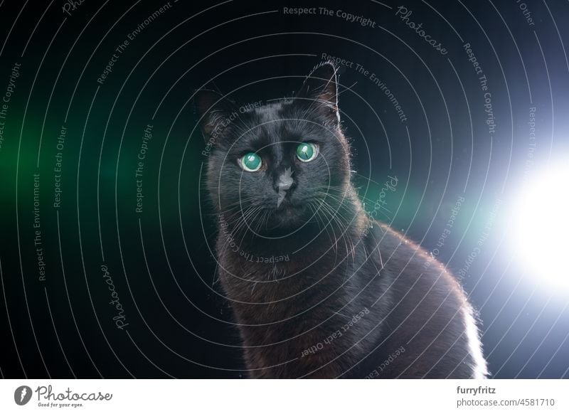 blinde schwarze Katze Porträt mit reflektierenden Auge Netzhaut auf schwarzem Hintergrund alt Senior Blendenfleck Hintergrundbeleuchtung schwarzer Hintergrund