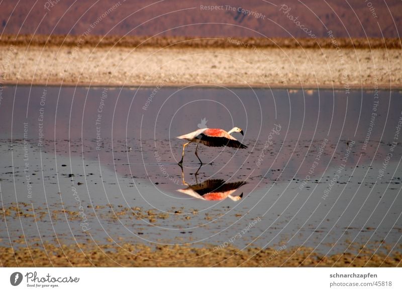 Flamingo Vogel Chile Salar de Atacama Reflexion & Spiegelung Wasser Bewegung