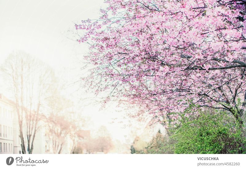 Frühling Hintergrund mit rosa Kirschblüte in natürlichem Licht und Stadt Hintergrund. Draußen im Freien Kirschblüten natürliches Licht Großstadt Überstrahlung