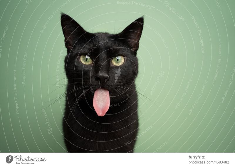 lustige schwarze Katze, die ihre lange Zunge herausstreckt Porträt katzenhaft Kurzhaarkatze grüner Hintergrund Katzenzunge Papillen herausstehende Zunge