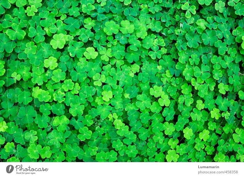 Viel Glück! Umwelt Pflanze Grünpflanze Klee Kleeblatt Glücksklee Wachstum Freundlichkeit Fröhlichkeit frisch schön klein viele grün Gefühle bescheiden Hoffnung