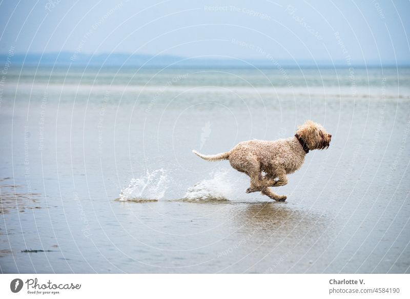 Ich bin ein Hund | Frei. Mit wehenden Ohren | fliege ich über das Meer! Tier Außenaufnahme Haustier Tag Farbfoto Meereslandschaft Wasser Wasserspritzer Tempo