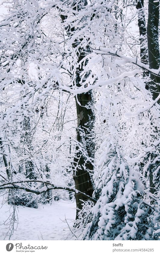 Winterwald | ist das ein Kindertraum | oder ein Märchen Wintertraum Märchenwald schneebedeckt Schnee Heimat winterlich märchenhaft Kindheitserinnerung
