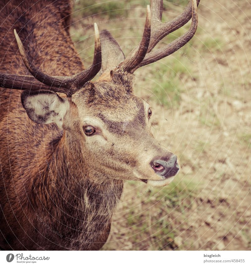 kleiner Hirsch Fleisch Wildfleisch Wildtier Tiergesicht Hirsche Horn Auge Ohr 1 Blick stehen braun grün achtsam Neugier Farbfoto Außenaufnahme Menschenleer Tag