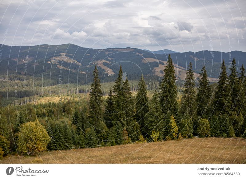 Magnificent Blick der Nadelwald auf den mächtigen Karpaten und schönen bewölkten Himmel Hintergrund. Schönheit der wilden jungfräulichen ukrainischen Natur, Europa. Beliebte Touristenattraktion.