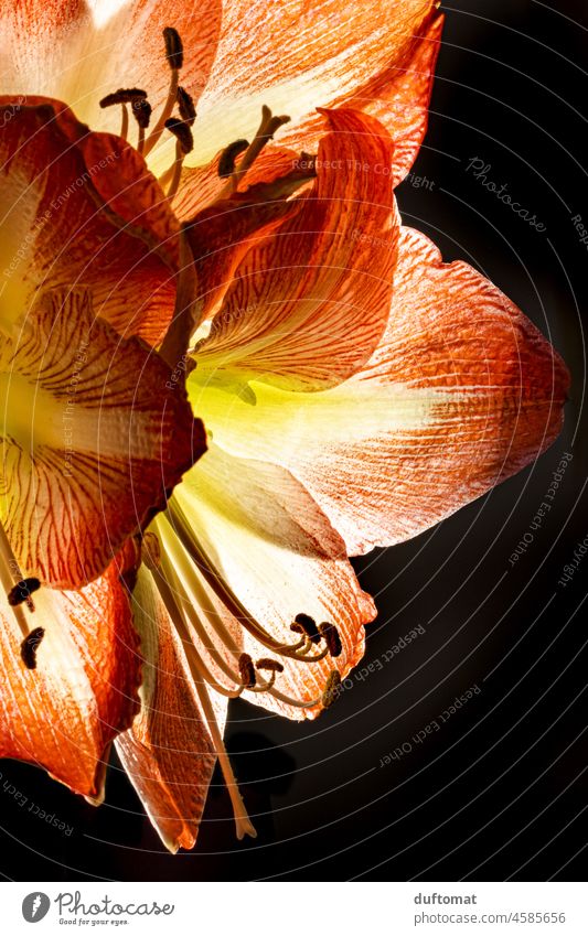 Makroaufnahme einer Amaryllis vor schwarzem Hintergrund Amaryllisgewächse Macro makrofotografie Gegenlicht durchlicht rot schwarzer hintergrund Nahaufnahme