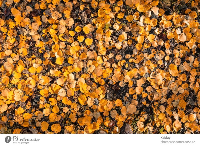 Eine Vielzahl gelber Birkenblätter auf dem Waldboden als herbstlicher Hintergrund Blätter Laub Foliage Laubfärbung Herbst Texturen Muster backgrounds abstrakt