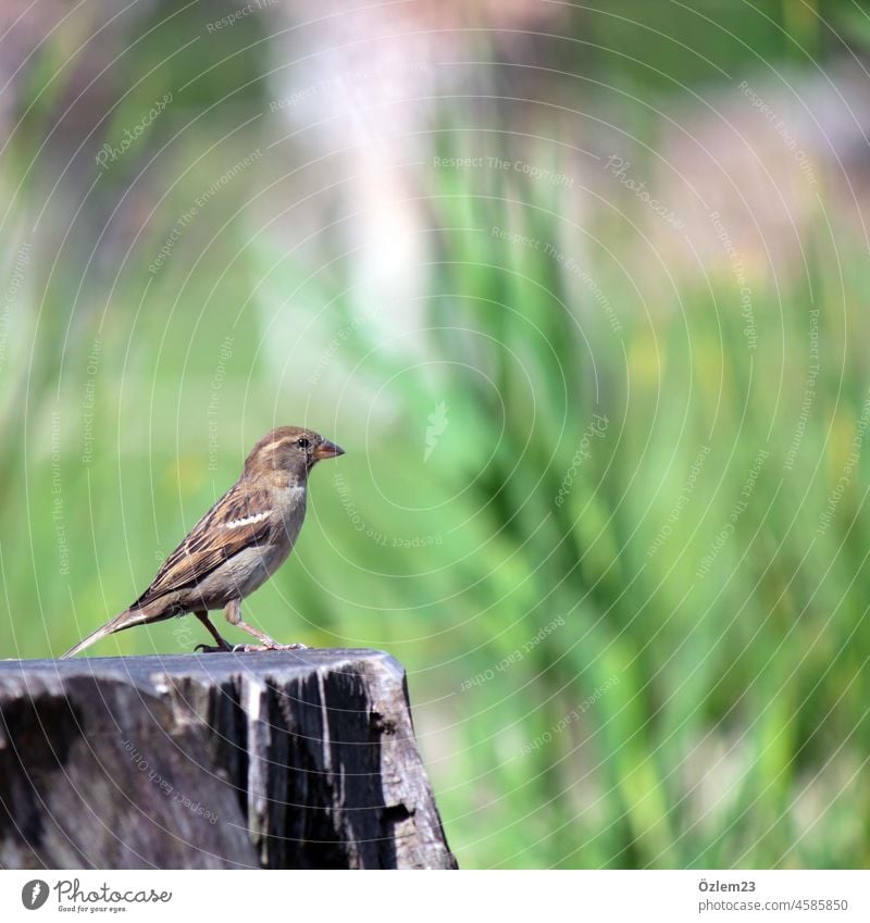 Vogel auf einem Baumstamm in der Natur Außenaufnahme Tier Farbfoto Tierporträt Flügel Schnabel beobachten Tiergesicht Tag