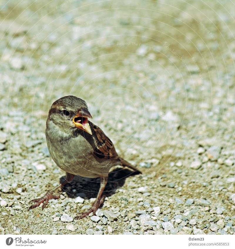 Passer auf dem Boden Vogel steinig Natur Außenaufnahme Farbfoto Tag