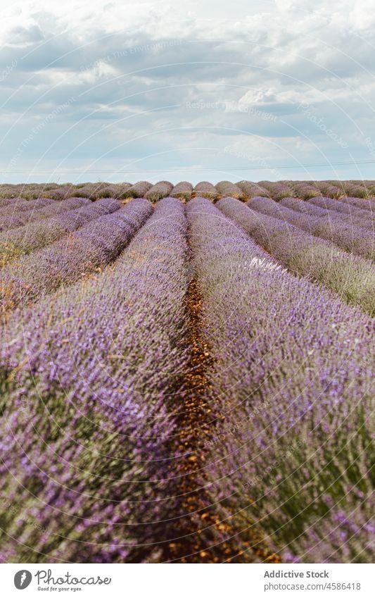 Großes violettes Lavendelfeld Feld Reihe Blume Himmel malerisch Ansicht schön blau purpur Pflanze duftig Natur Sommer farbenfroh Landschaft Garten geblümt