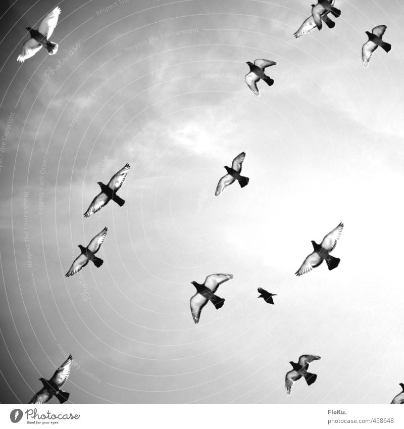 Friedensbomber Tier Wildtier Vogel Taube Tiergruppe Schwarm fliegen wild grau schwarz weiß Gefühle Stimmung friedlich Hoffnung Glaube Flügel Feder Friedenstaube