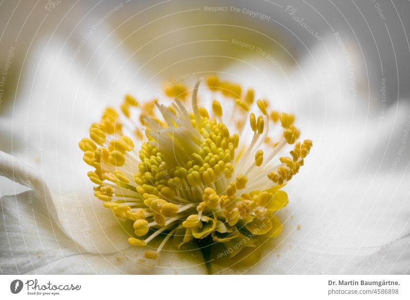 Blüte von Helleborus niger, Ranunculaceae; Christrose oder Lenzrose, Nahaufnahme blühen Hahnenfußgewächse weiß giftig Staubblätter Blütenblätter Winterblüher