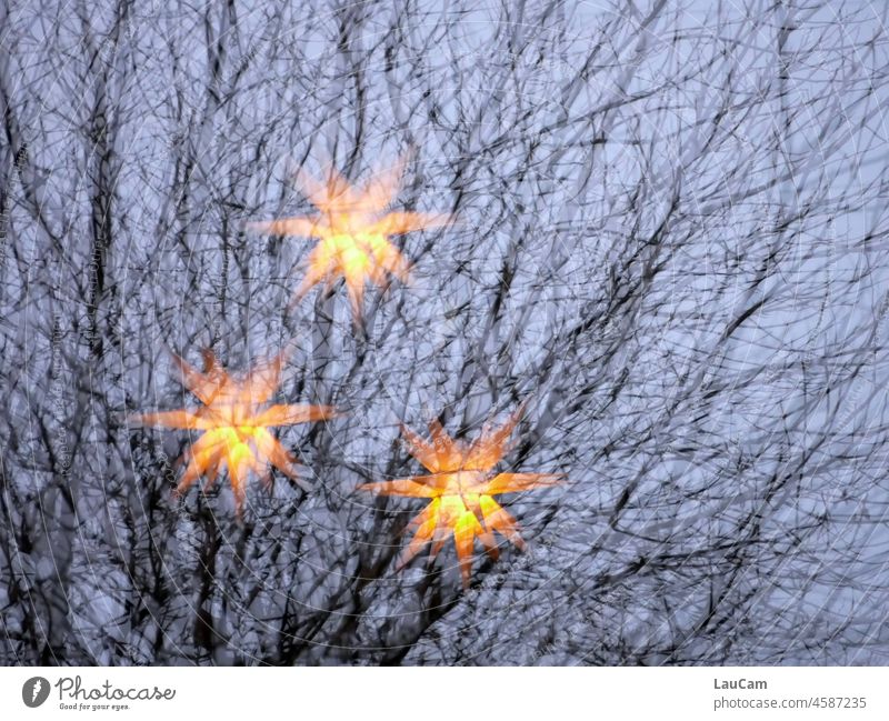 Weihnachtsbaum mal anders - 3 Sterne schweben in den Ästen Stern (Symbol) Sternenbild Baum Weihnachten & Advent Weihnachtsstern leuchten Licht