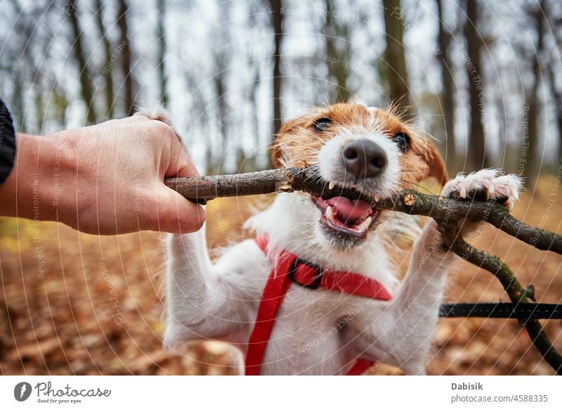 Hund spielt mit einem Ast im Herbstwald Spaziergang nagen Biss Park Zähne kleben Natur im Freien Haustier Saison Tier züchten Eckzahn heiter heimisch Blick