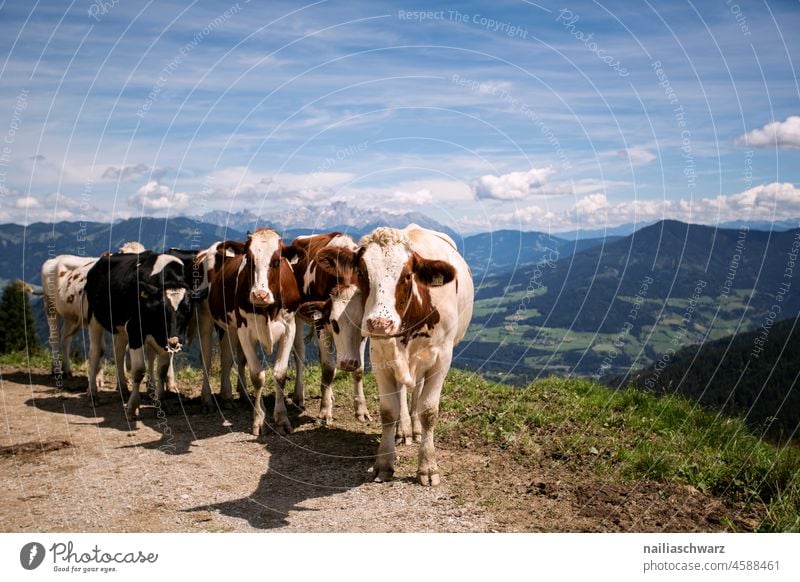 Alpenlandschaft Blick in die Kamera Tierliebe Sommer Umwelt Natur Landschaft Frühling Hügel Herde Berge u. Gebirge Tiergruppe Kuh Nutztier Tierfamilie