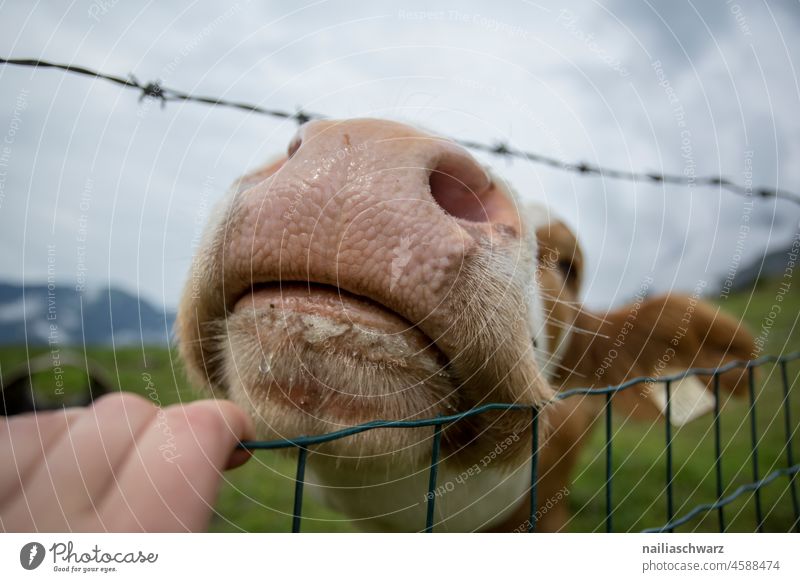 Zärtlichkeit Kuh Tier Tierporträt Tiergesicht Haustier-Portrait jung Haut rosa Nase Nüstern im Freien Weide Natur natürlich Säugetier Viehbestand lustig Kopf