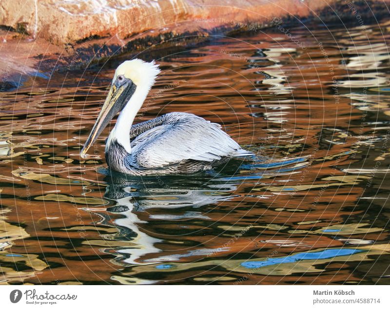 Pelikan beim Schwimmen auf dem Wasser. großer Seevogel mit reich strukturiertem Gefieder Vogel Florida braun Auge MEER außerhalb weiß gelb tropisch Feder Strand