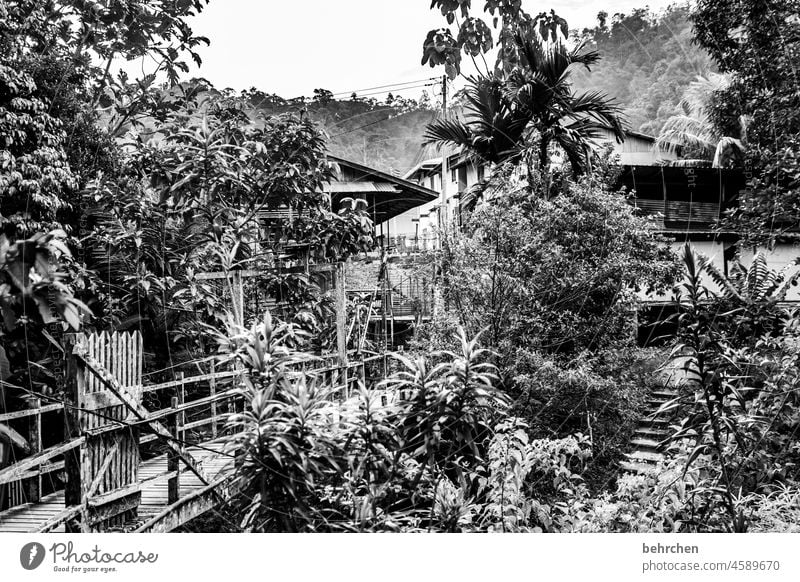 lieblingsort Idylle Flussufer Palme Natur fantastisch Ausflug traumhaft besonders Asien Brücke Landschaft Urwald Iban authentisch Ferne Malaysia Sarawak Borneo