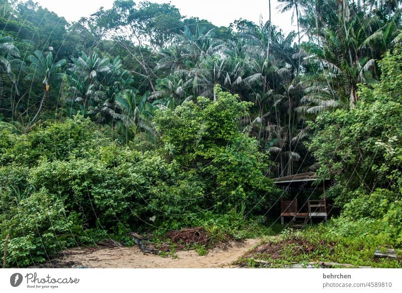 im regenwald Fernweh Baum Urwald Malaysia Ferien & Urlaub & Reisen Landschaft grün Umweltschutz Ferne Klima Klimawandel Pflanze fantastisch Paradies Asien