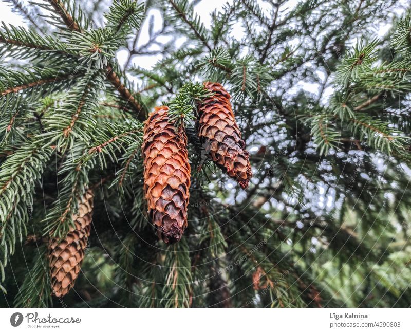 Tannenzapfen im Baum Kiefernzapfen Zapfen Natur Nahaufnahme braun Pflanze Holz Herbst natürlich Jahreszeiten Umwelt Hintergrund Menschenleer Wald Farbfoto