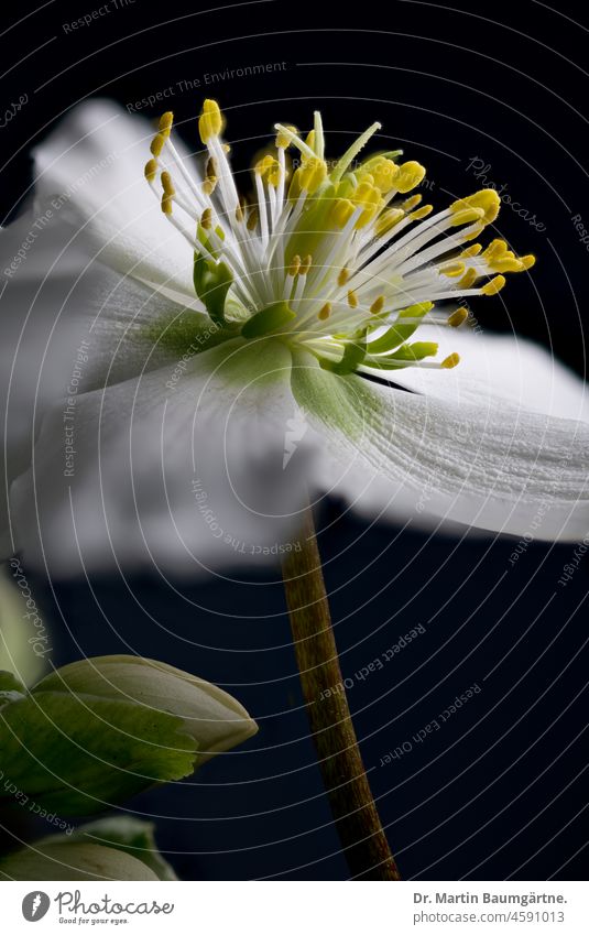 Blüte von Helleborus niger, Ranunculaceae; Christrose oder Lenzrose im Gegenlicht blühen Hahnenfußgewächse weiß giftig Staubblätter Blütenblätter Winterblüher