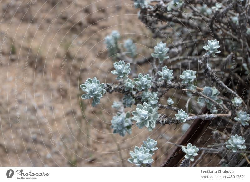 Dekorative Pflanze mit kleinen blauen, flauschigen Blättern geblümt botanisch ornamental borzaeanum fluffig Garten schemenhaft minimalistisch Natur wüst