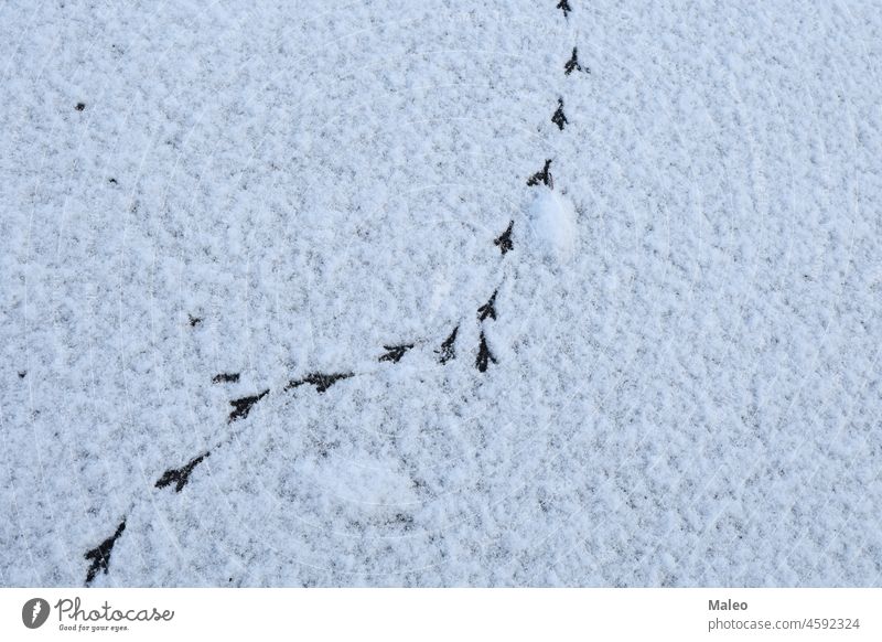 Vogelspuren im Winter auf frischem Schnee Bahn kalt weiß Saison Fußspur Hintergrund Natur Weg Muster Schritt Spur Frost im Freien Fußtritt drucken Textur