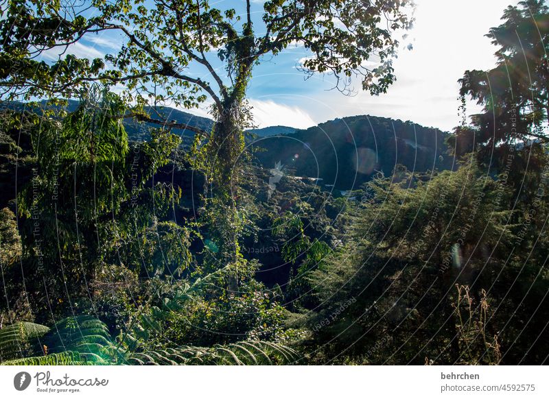 im regenwald Fernweh Baum Urwald Malaysia Ferien & Urlaub & Reisen Landschaft grün Umweltschutz Ferne Klima Klimawandel Pflanze fantastisch Paradies Asien