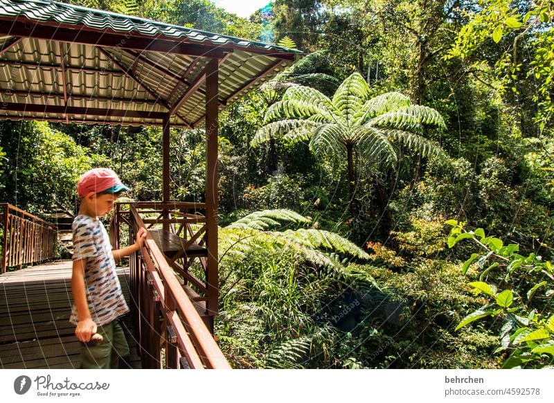 staunen Ferien & Urlaub & Reisen Ausflug Abenteuer Natur Ferne Landschaft Pflanze Baum Blatt Farn Urwald exotisch fantastisch grün Asien Malaysia