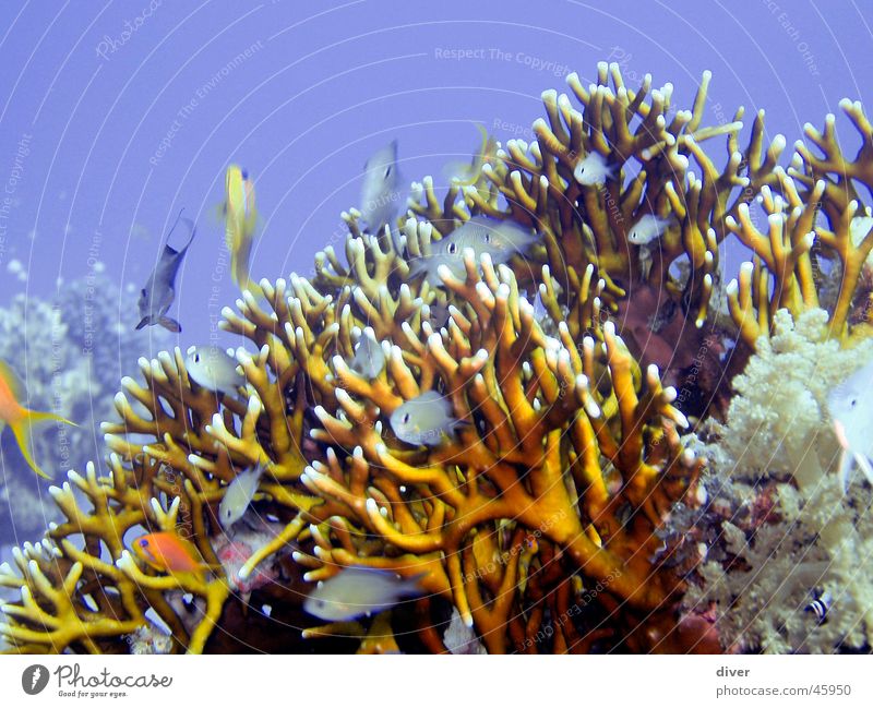 Sealife Meer Wasser Fisch erleben Korallen Farbfoto Unterwasseraufnahme
