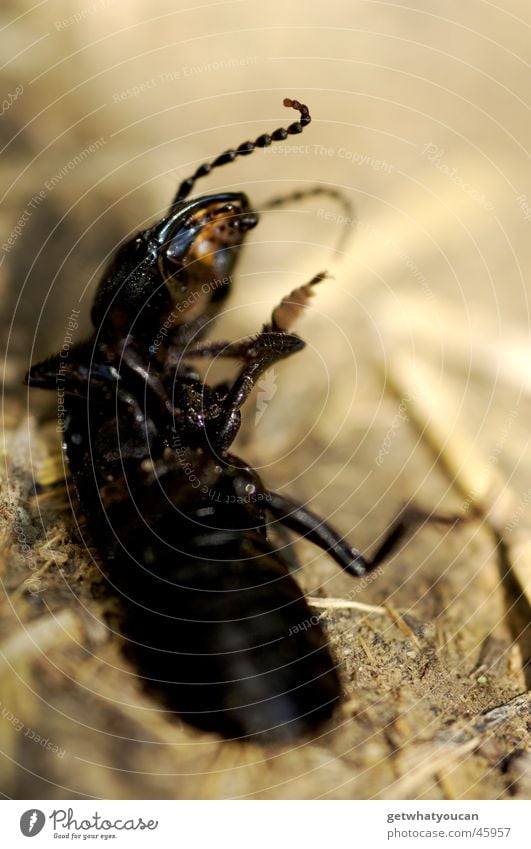 Breakdance Insekt Tier Fühler Ekel schwarz Unschärfe Stroh Käfer Makroaufnahme Tod Rücken Bauch Bodenbelag Beine dreckig Mitgefühl