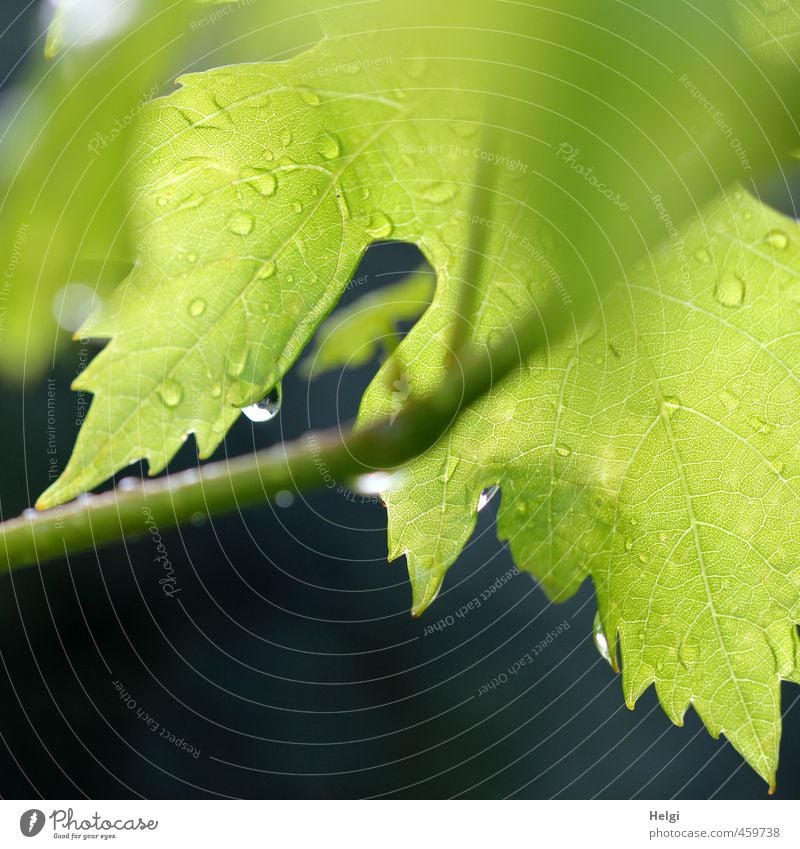 Pflanze | Weinblatt Umwelt Natur Sommer Regen Blatt Nutzpflanze Garten hängen leuchten Wachstum ästhetisch authentisch einfach nass natürlich grau grün schwarz