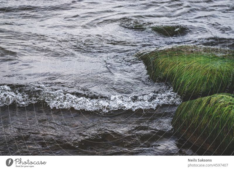 alte grünhaarige Trolle beim Baden in der Ostsee abstrakt Algen beigefügt Hintergrund Strand Schönheit Gesäß hell Windstille Nahaufnahme Küste bedeckt Ökosystem