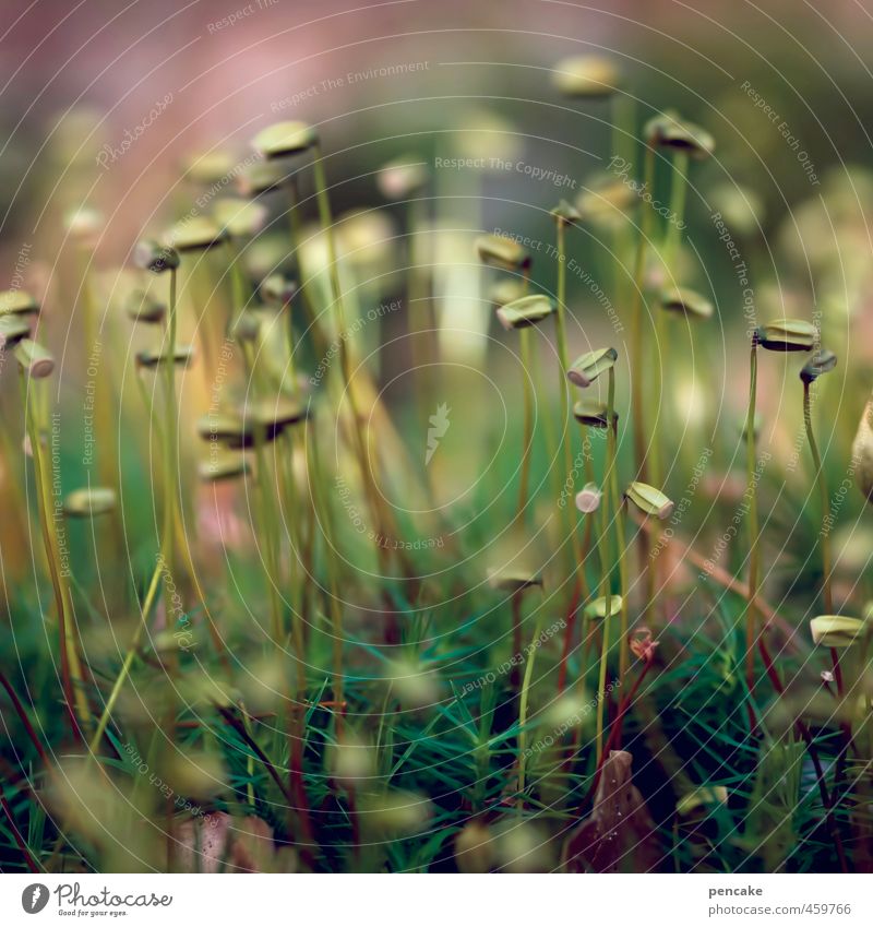 moosaik Natur Pflanze Urelemente Erde Herbst Gras Moos Wald Fröhlichkeit Zufriedenheit Lebensfreude Warmherzigkeit weich Warme Farbe Mikrofotografie Zwerg Elfe