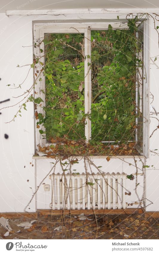 Die Natur im Haus ,Sträucher und Pflanzen suchen sich ihren Weg durch ein offenes Fenster lost places alt kaputt Vergänglichkeit Verfall Wandel & Veränderung