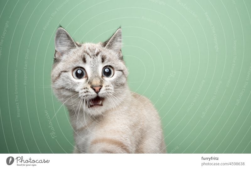 lustige Katze, die mit offenem Mund schockiert dreinschaut Hauskatze Kurzhaarkatze Mischlingskatze Haustiere niedlich bezaubernd katzenhaft fluffig Fell winzig