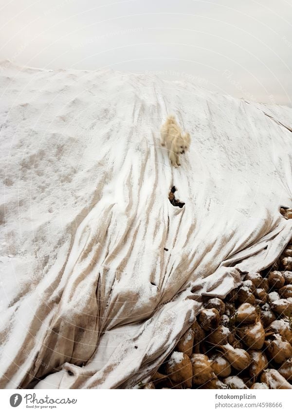 kleiner weißer Hund springt einen schneebedeckten Rübenhaufen hinunter Hündchen Lebensfreude mutig frech übermütig winter Zuckerrüben Landwirtschaft Glück