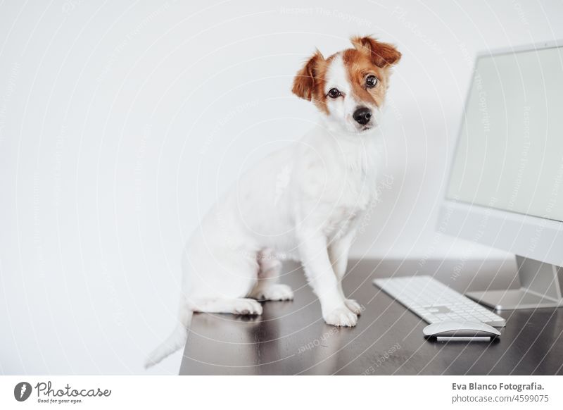 niedlicher kleiner Jack Russell Hund arbeitet am Computer im Home Office. Haustiere im Haus und Technik jack russell Laptop Technik & Technologie
