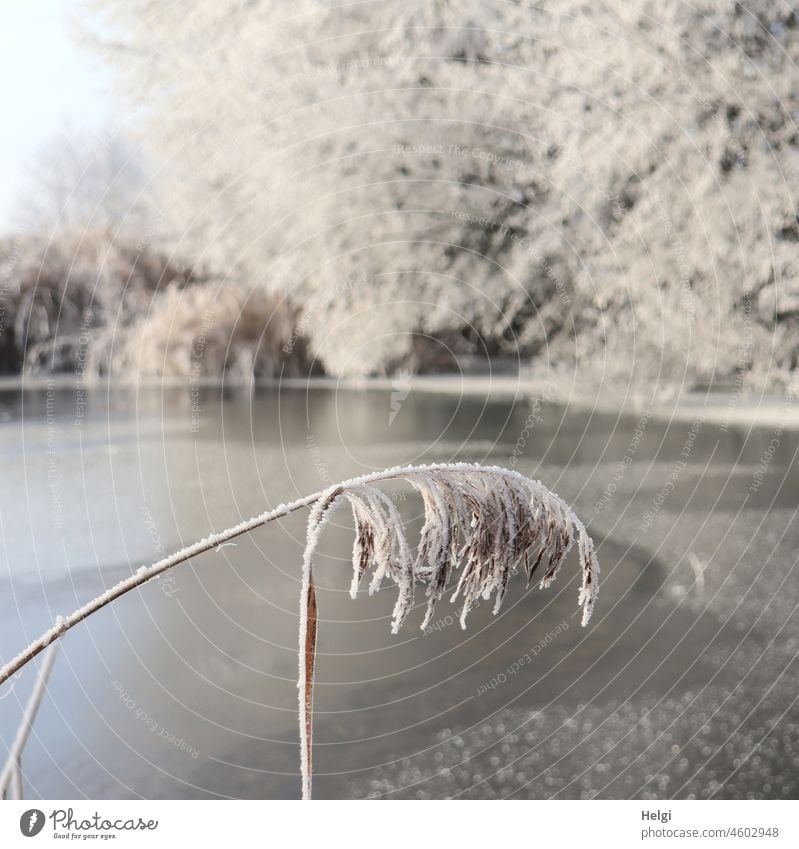 Schilfgras mit Raureif vor zugefrorenem See und raureifbedeckten Bäumen Seeufer Winter Kälte Frost frostig Morgen morgens Sonnenlicht schönes Wetter kalt Eis